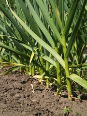 Obraz premium garlic