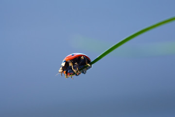 Ladybug in the green leaf.