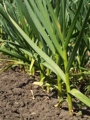 Obraz premium garlic