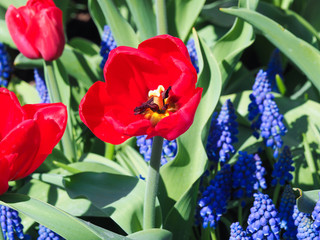 Naklejka premium Dark red tulip with blue Bellevalia Pycnantha flowers