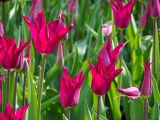 Tulips Pink Lily Tulipa flowers