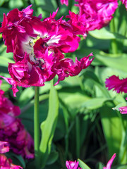 Beautiful tulip flower Purple Parrot Tulipa 