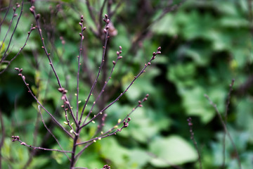 Branches of Myrica tomentosa