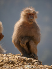 Baboons up in the Al Souda Mountains in the Abha region, Saudi Arabia