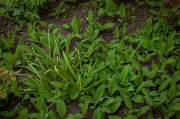 Beautiful fresh green plants in the garden