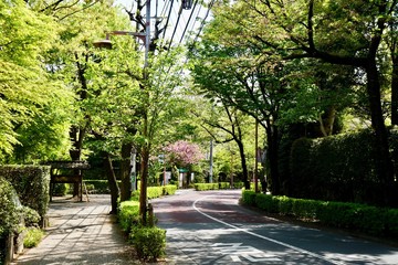 新緑