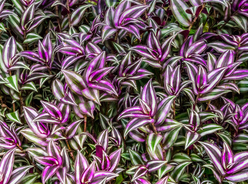 closeup of the leaves of a wandering jew plant, tropical plant from America and Asia, popular cultivated garden plants