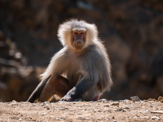 Baboons up in the Al Souda Mountains in the Abha region, Saudi Arabia