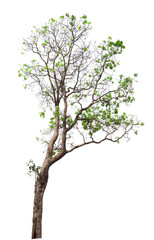 Obraz premium Isolated tree on white background