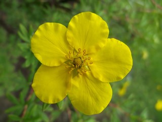 Yellow flower close-up. Macro mode. Gardening and floriculture. 2.