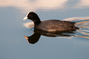 Eurasian coot in East Flanders
