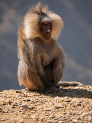 Baboons up in the Al Souda Mountains in the Abha region, Saudi Arabia