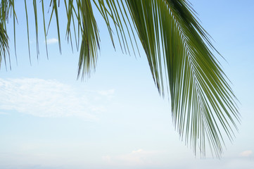  beautiful nature green palm leaf on tropical beach 