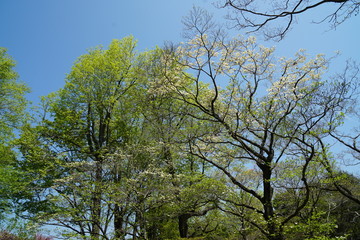 Fototapeta premium 新緑