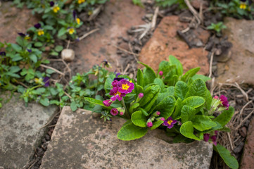 Beautiful fresh green plants in the garden