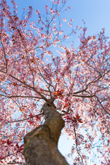 Huge Cherry Tree in Bloom / Low angle view up at tall tree trunk to branches full of cherry blossoms and blue sky