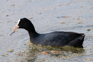 Eurasian coot in East Flanders