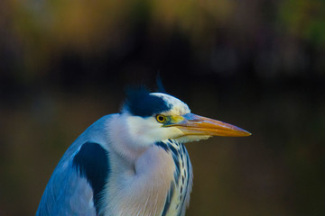 Czapla