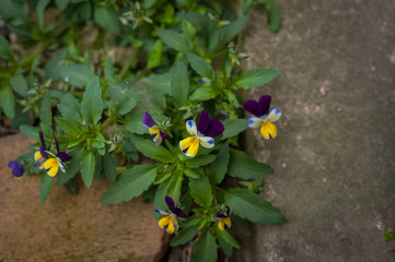 Beautiful fresh green plants in the garden
