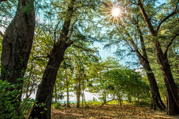Koh-Samui thailand,nice tropical beach thailand,Tropical sea and blue sky 