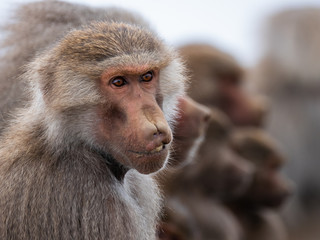 Baboons up in the Al Souda Mountains in the Abha region, Saudi Arabia