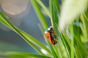 Ladybug in the green leaf.
