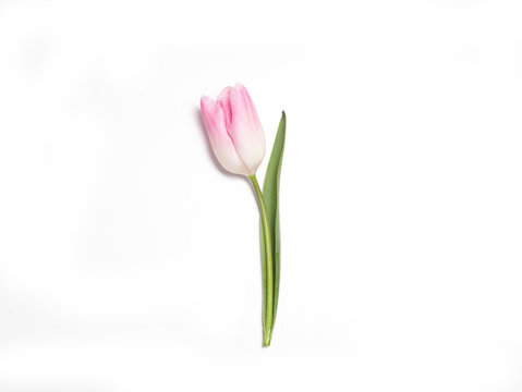 Fresh pink tulip isolated on white background.