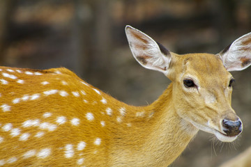 fallow deer