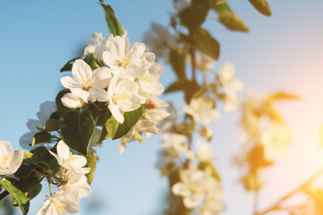 Spring time apple tree blossom background with sun. Beautiful nature scene with blooming apple tree and sun flare. Sunny spring wallpaper