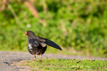 Common Moorhen in East Flanders