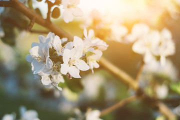 Spring time apple tree blossom background with sun. Beautiful nature scene with blooming apple tree and sun flare. Sunny spring wallpaper