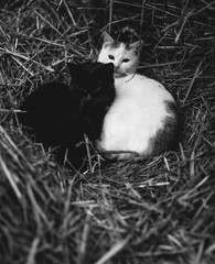 Koty © Dariusz