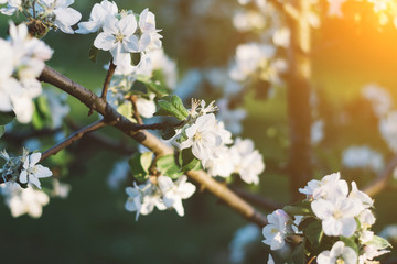Spring time apple tree blossom background with sun. Beautiful nature scene with blooming apple tree and sun flare. Sunny spring wallpaper