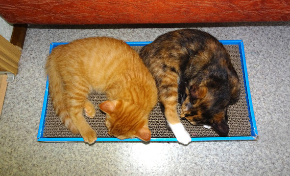 Котята спят