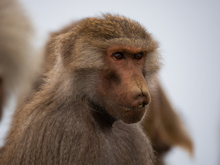 Baboons up in the Al Souda Mountains in the Abha region, Saudi Arabia
