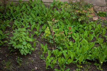 Beautiful fresh green plants in the garden