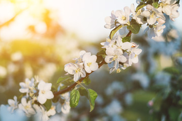Spring time apple tree blossom background with sun. Beautiful nature scene with blooming apple tree and sun flare. Sunny spring wallpaper