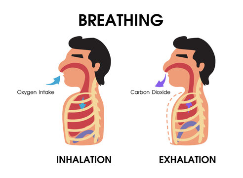 Diagram showing expansion and contraction of the lungs while breathing.