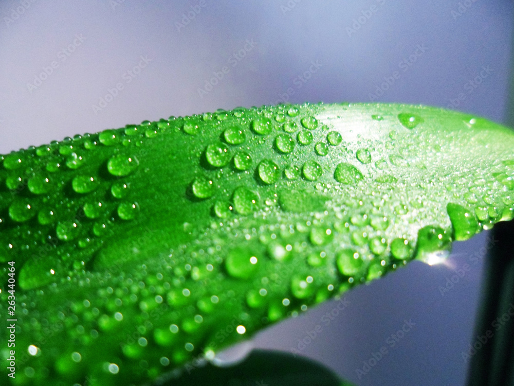 Wall mural water drops on leaf