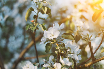 Spring time apple tree blossom background with sun. Beautiful nature scene with blooming apple tree and sun flare. Sunny spring wallpaper