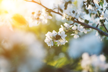 Spring time apple tree blossom background with sun. Beautiful nature scene with blooming apple tree and sun flare. Sunny spring wallpaper