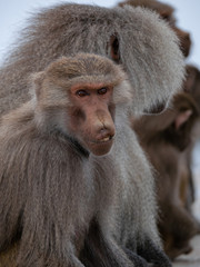 Baboons up in the Al Souda Mountains in the Abha region, Saudi Arabia