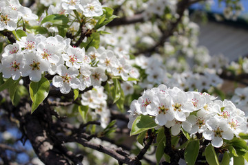 pink cherry blossom flower in spring time over blue sky.