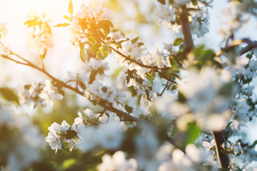 Spring time apple tree blossom background with sun. Beautiful nature scene with blooming apple tree and sun flare. Sunny spring wallpaper