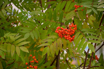 Branch of rowan-tree with red berries in the form of heart