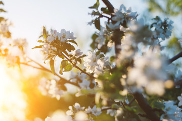 Spring time apple tree blossom background with sun. Beautiful nature scene with blooming apple tree and sun flare. Sunny spring wallpaper