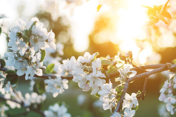 Spring time apple tree blossom background with sun. Beautiful nature scene with blooming apple tree and sun flare. Sunny spring wallpaper