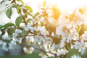 Spring time apple tree blossom background with sun. Beautiful nature scene with blooming apple tree and sun flare. Sunny spring wallpaper