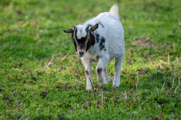 Close-up of a goat in a field in flanders.