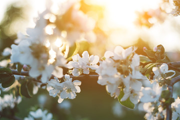Spring time apple tree blossom background with sun. Beautiful nature scene with blooming apple tree and sun flare. Sunny spring wallpaper